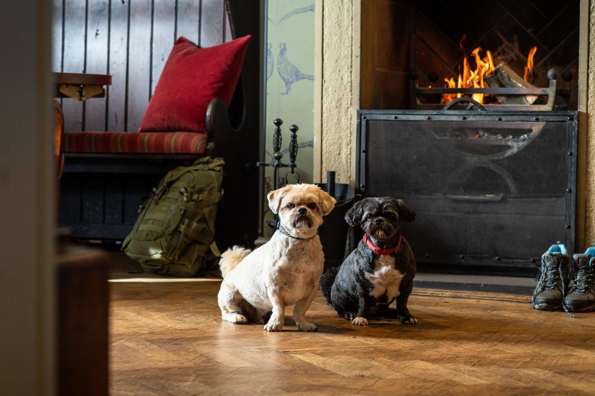 ホテル The Millstone, Mellor ブラックバーン エクステリア 写真 Dogs at the Inn